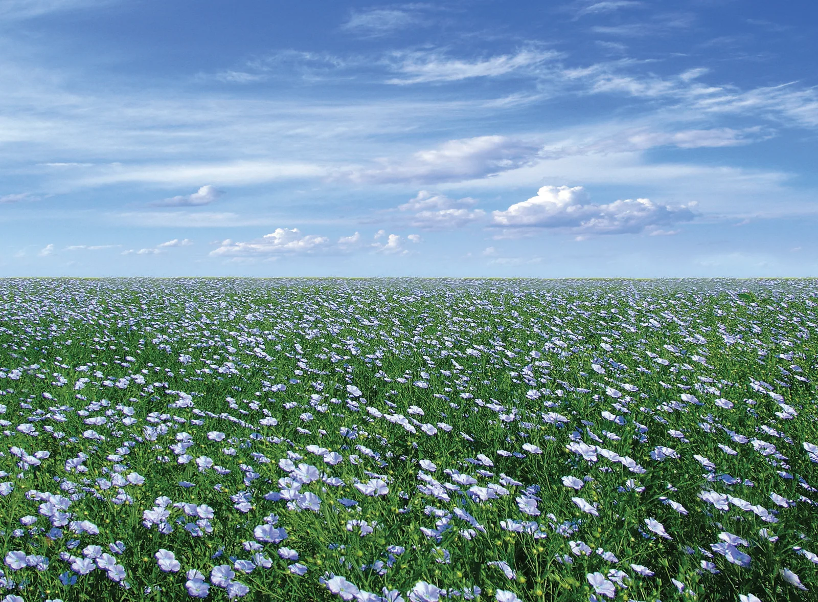 A field of flax in flower — K2B Ltd, food and drink ingredients supplier at Kesteven Business Centre, Sleaford